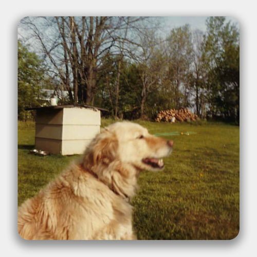 an old photo of a dog in a backyard