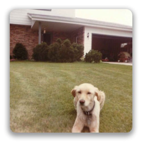 an old photo of a dog in a yard